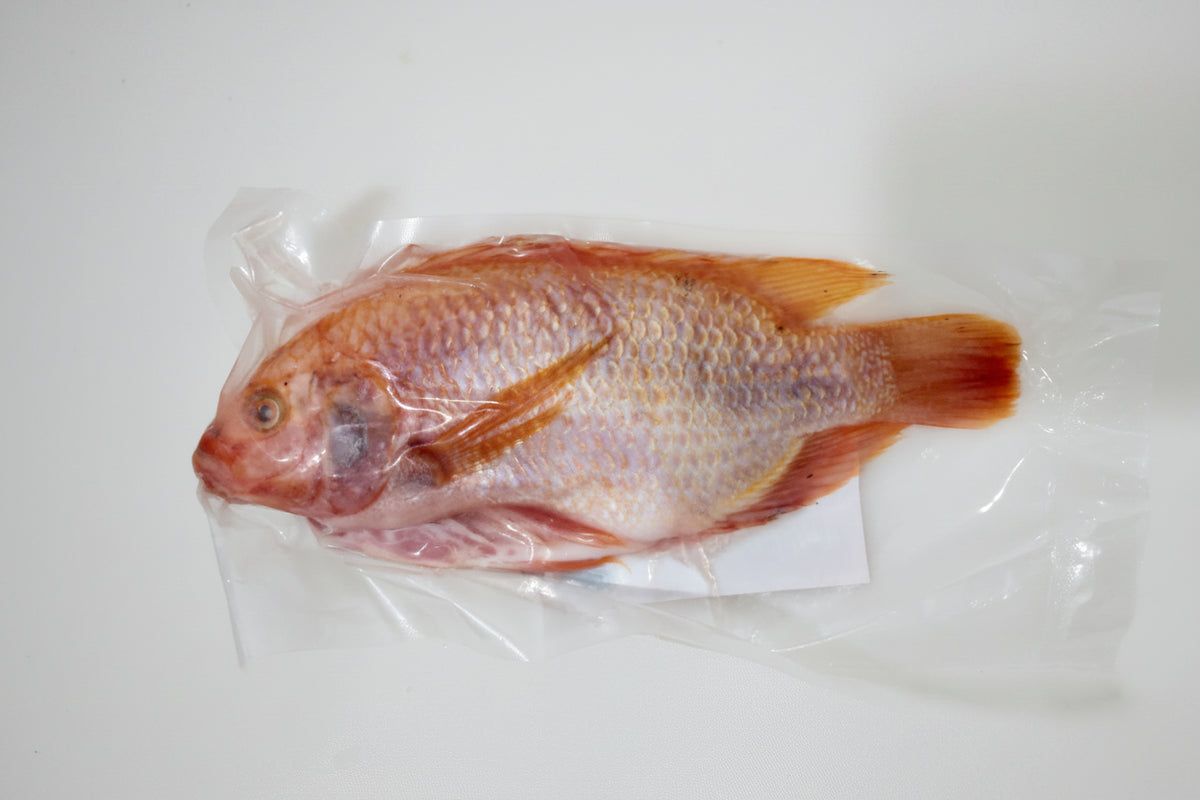 Mojarra Roja