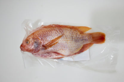 Mojarra Roja