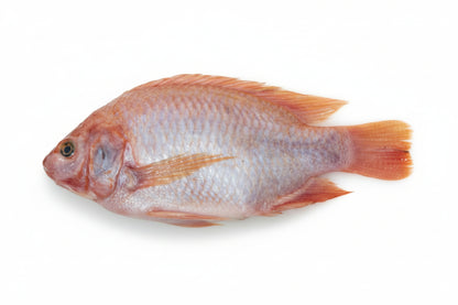 Mojarra Roja