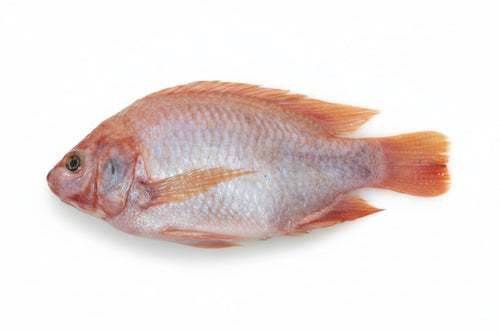 Mojarra Roja